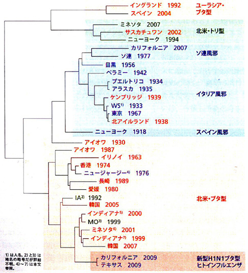 新型インフルエンザの系統樹